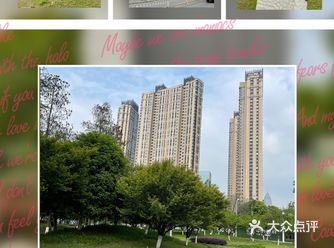 散步时无意发现的一片“森林”，朋友说是水杉