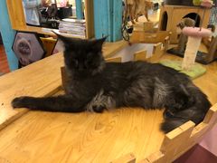 -猫小院猫主题咖啡厅(北锣店)