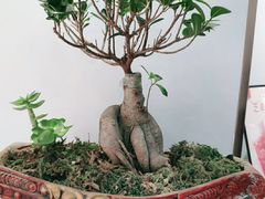 -开元庙街排骨(泉秀店)
