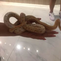 -Moni星球萌宠·小马宝莉·灵蛇·高端高阶全萌宠互动体验俱乐部(红豆国际广场店)