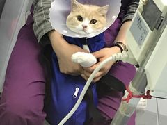 -达爱动物医院·犬猫分区·CT·复杂眼科(远洋山水分院)