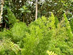 -深圳仙湖植物园