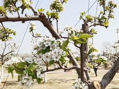 -商丘古城-应天书院