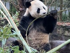 -都江堰中华大熊猫苑