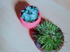 -斯比特花园西餐厅(东方商厦店)