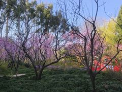 -上海醉白池公园