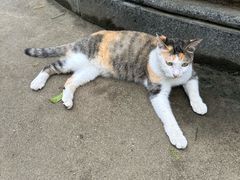-高旻寺