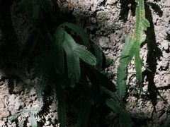-海南热带雨林国家公园吊罗山景区