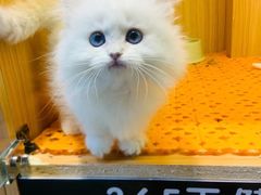 -欣宠猫屋·矮脚拿破仑·蓝金金渐层