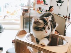 -飞行喵MR PILOT|猫舍·猫咖(静安大融城店)
