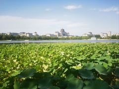 -莲花池公园