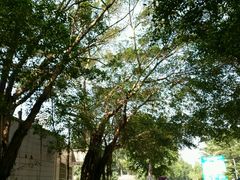 -广东茂名森林公园