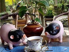 耶加雪菲-猪圈咖啡