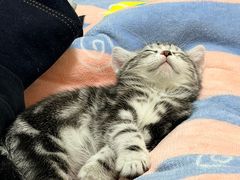 -欣宠猫屋·矮脚拿破仑·蓝金金渐层