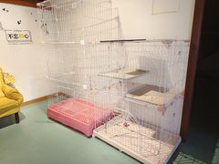 -翊宠yipet猫狗购宠庄园犬舍•猫舍