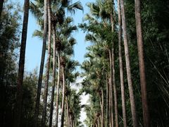 -中国科学院西双版纳热带植物园