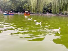 -莲湖公园