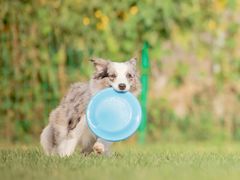 -趣玩宠物乐园寄养训犬训狗游泳池