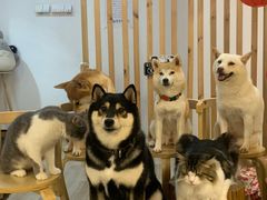 -柴迷FANS CLUB·柴犬狗咖·猫咖