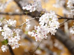 -龙华寺