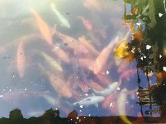 -西湖外事游船(花港观鱼码头)