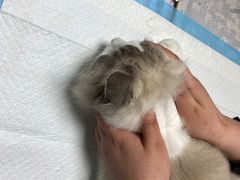 -凯瑞希宠物医院·狂犬免疫·微创·皮肤科