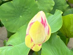 -莲花池公园