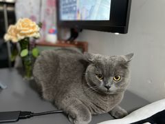 -屋虎猫馆(宝安大仟里店)