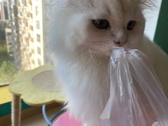 -猫在这儿猫咪咖啡馆·撸猫馆