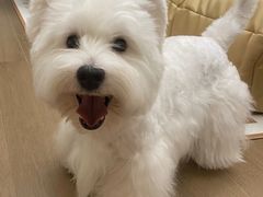 -萌宠之家·腊肠犬·马尔泰·小体犬舍