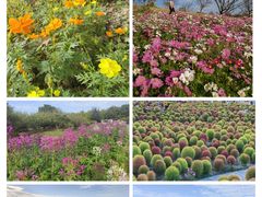 -花开海上生态园