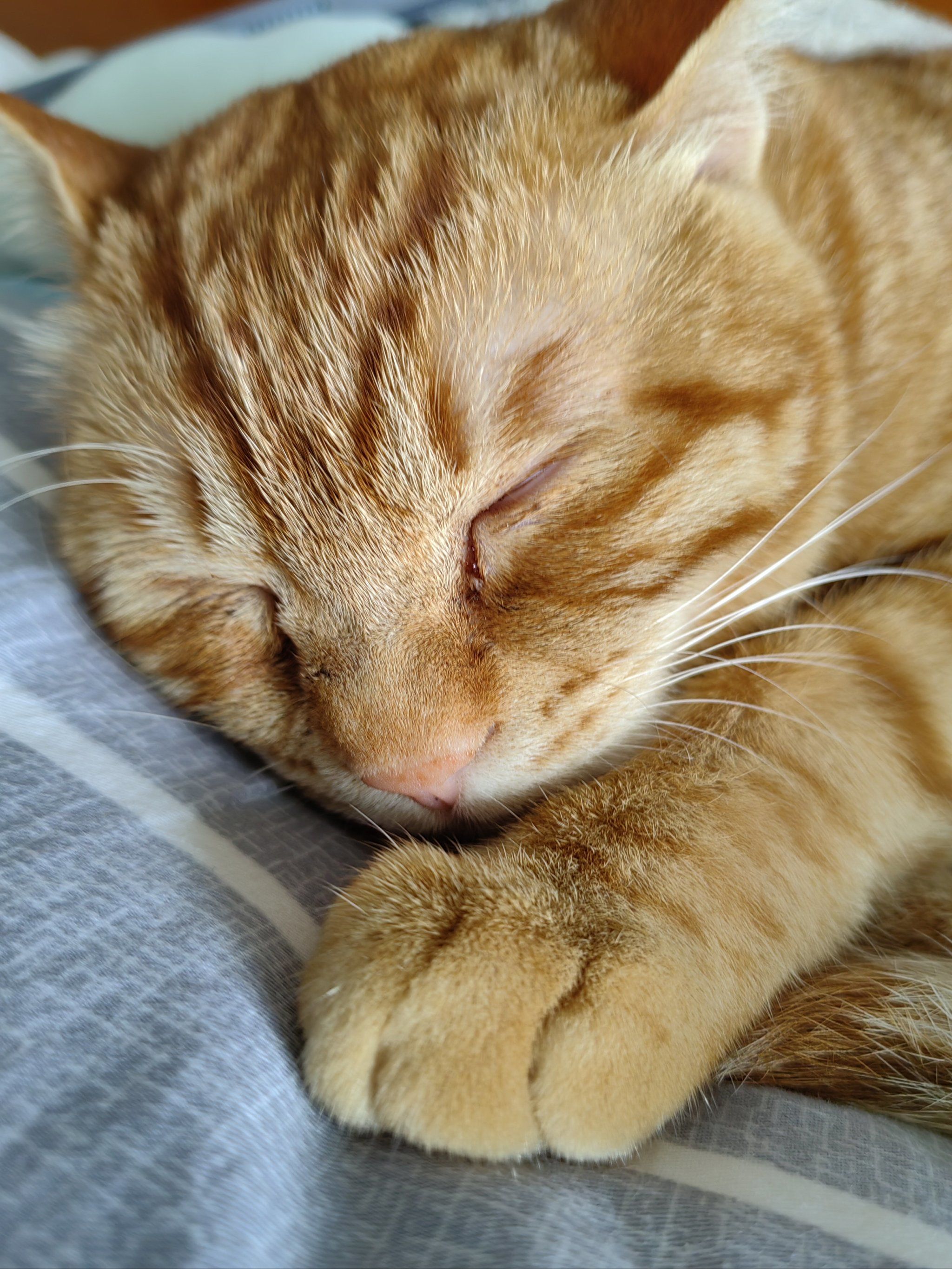 睡着的猫咪最可爱