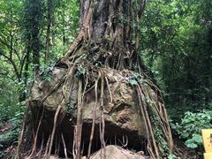 -莫里热带雨林景区