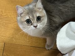 -纳吉亚猫专科动物医院博雅分院