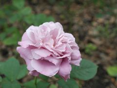 -上海鲜花港