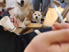-柴犬小屋·柴餐厅·狗咖食堂(金鼎广场店)