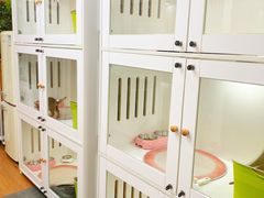 -青奢宠物·青奢猫舍