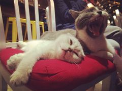 Mikaku-MIKAKU(万达广场上海宝山店)