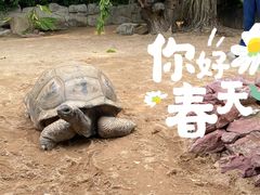 -广州长隆飞鸟乐园