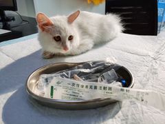 -喜多萌中农锦绣动物医院24H·猫科·牙科MRI·CT