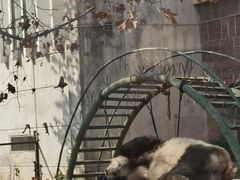 -成都动物园