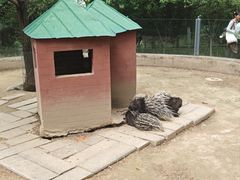 -青藏高原野生动物园