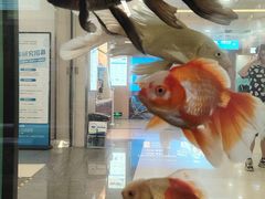 -武汉大学附属爱尔眼科医院(湖北总院)