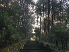 -铁山坪森林公园