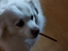 -申普宠物医院·眼科·心内科·影像科(普陀分院)
