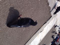 iphone_upload_pic-宪法广场