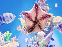 -上海海昌海洋公园