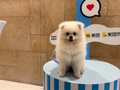 -帕帕拉兹宠物(亚洲旗舰店)