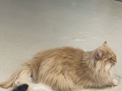 -藏猫猫咖啡主题馆(中央大道店)