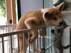 -熊小胖宠物生活馆(天华园店)
